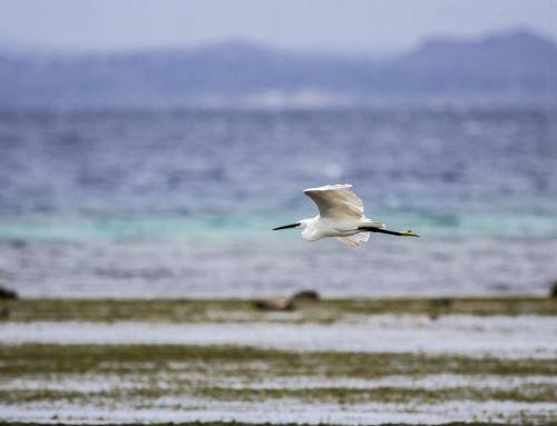 La Riserva Naturale della Diaccia Botrona