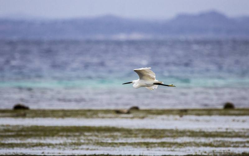 Diaccia Botrona nature reserve