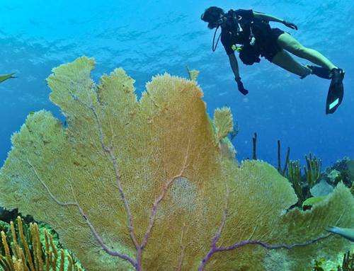 How to dive in Maremma