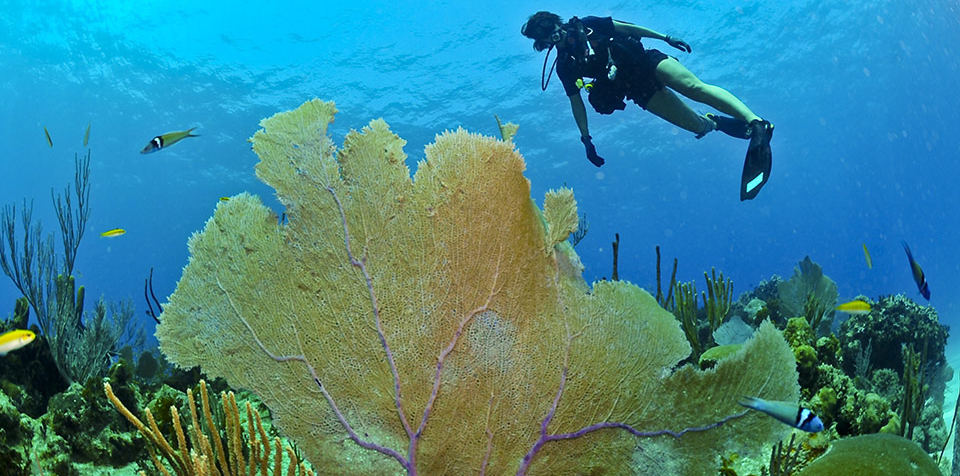 How to dive in Maremma